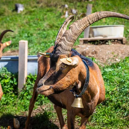 Taurachhof Astlehen * Alpendorf (Salzburg)