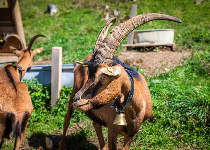 Taurachhof Astlehen * アルペンドルフ